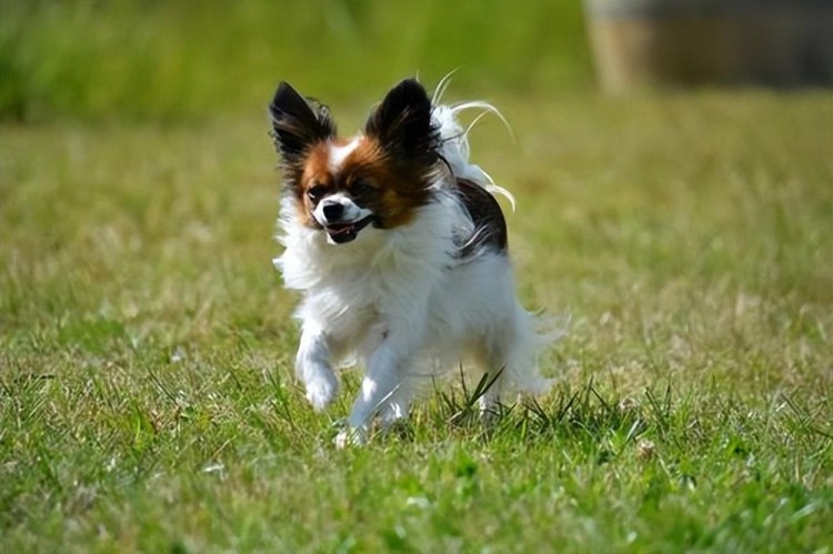 公认好养的几种小型犬,养到就是赚到你家狗上榜了吗