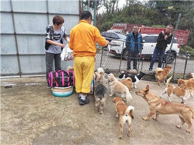 流浪猫狗在贵阳救助基地里的故事——生活对它们如此残酷还好有人继续给予它们温暖