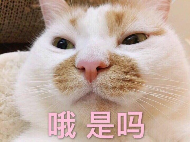 教你6招，选择一款“优质猫粮”！