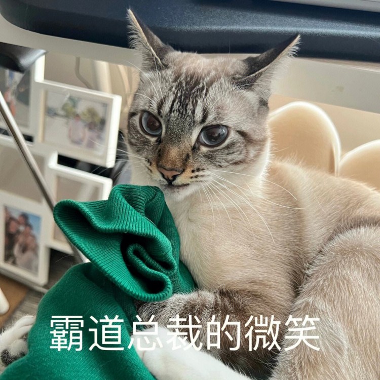 猫吃什么猫粮毛发有光泽？记得看完之后收藏