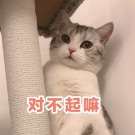 猫咪的这几个行为是在向你道歉不是忽悠你的！