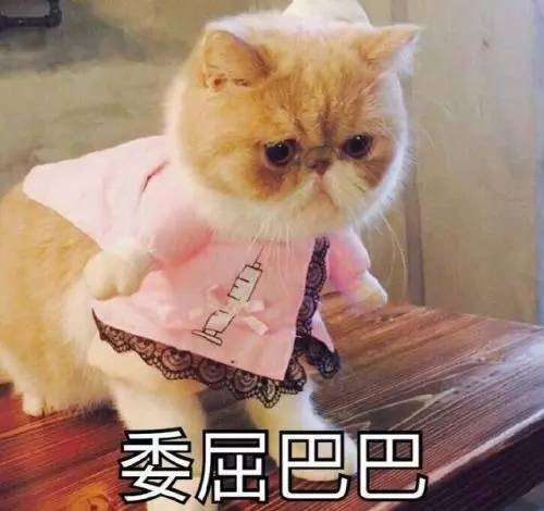 被猫气哭的铲屎官你信不信我马上把你炖了！