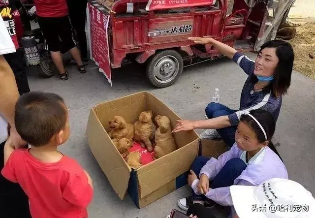 逛小镇狗市金毛拉布拉多马犬等品种真多带你看看各种狗的价格