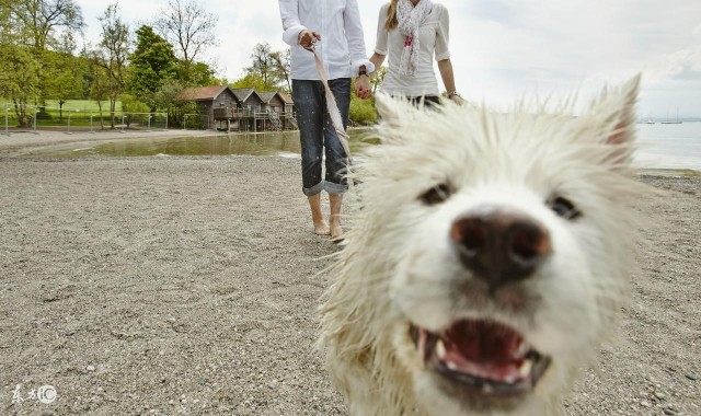 5个理由不养萨摩耶犬看完你还会养吗