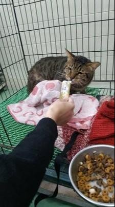 流浪猫被勒出公狗腰比普通猫咪腰围少11厘米幸好有人救助