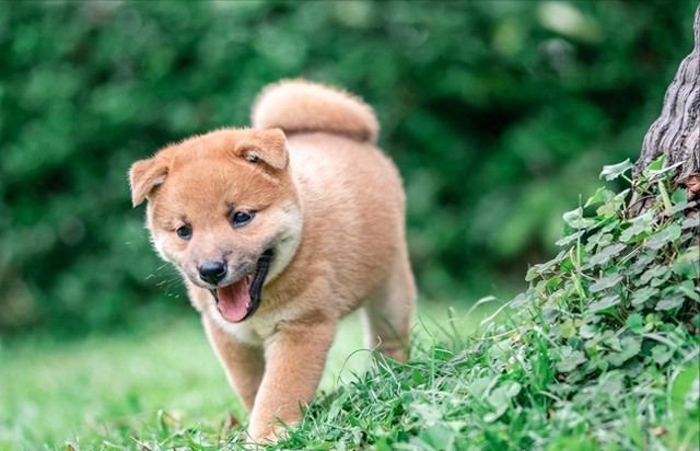 柴犬和土狗，谁更好养？这一对比，一目了然