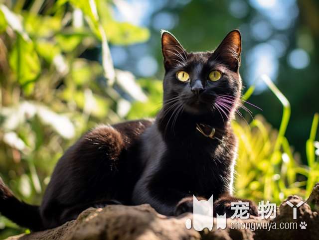 为什么一定要在北京MY PET STORE宠集领养一只小猫猫呢?