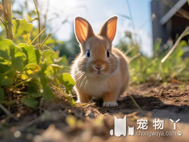 南宁瑞鹏宠物医院：清理猫猫耳朵温柔又细心，猫猫洗澡看病一站式服务!