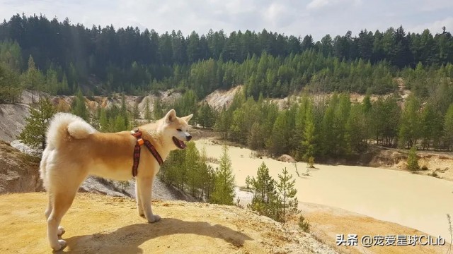 百科|秋田犬感动世界的忠犬