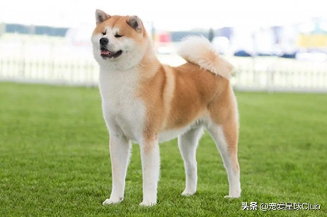 百科|秋田犬感动世界的忠犬